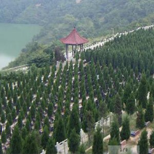 西安高橋墓園電話(huà),高橋墓園如何